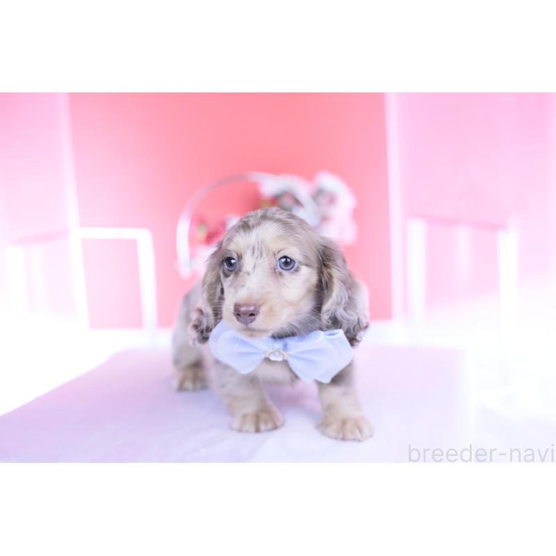 販売中の愛知県のカニンヘンダックスフンド(ロングヘアード)-440887の8枚目