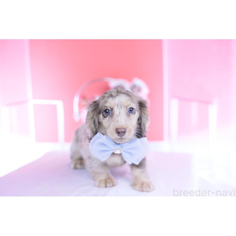 販売中の愛知県のカニンヘンダックスフンド(ロングヘアード)-440887の7枚目