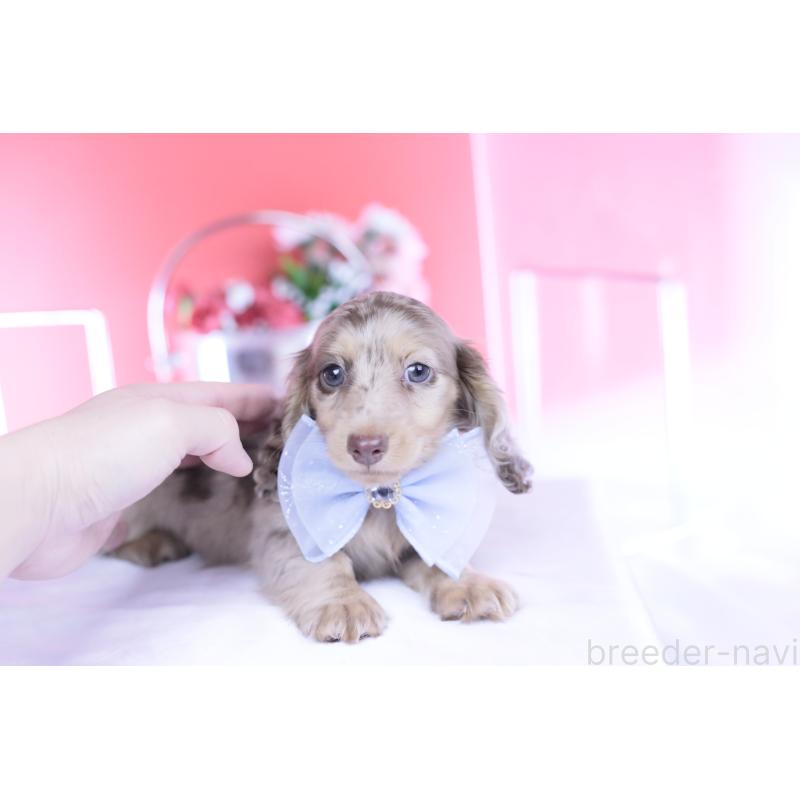 販売中の愛知県のカニンヘンダックスフンド(ロングヘアード)-440887の4枚目