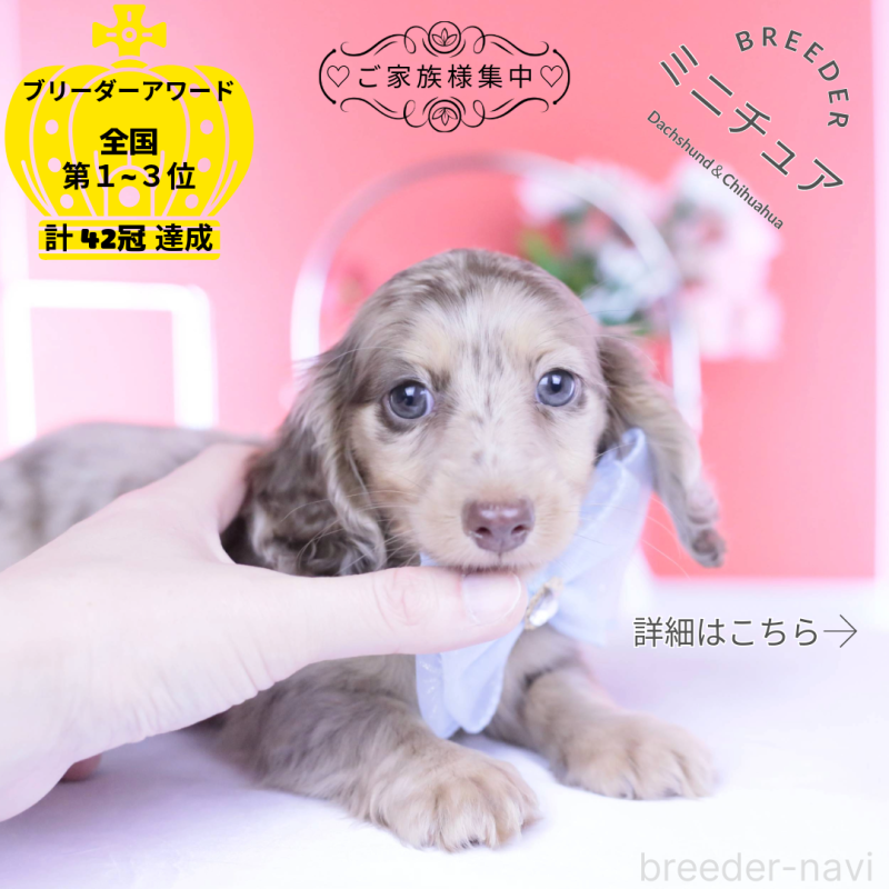 販売中の愛知県のカニンヘンダックスフンド(ロングヘアード)-440887