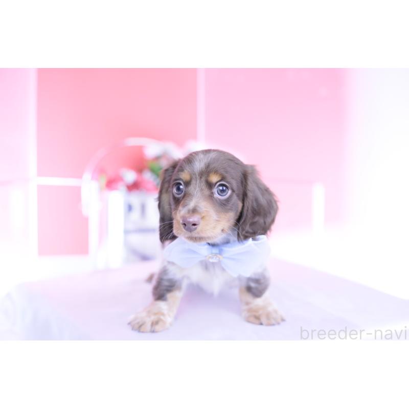 商談中の愛知県のミニチュアダックスフンド(ロングヘアード)-440925の10枚目