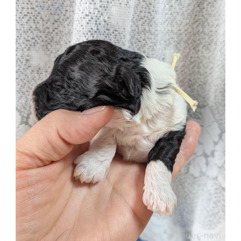 販売中の北海道のトイプードル-444438の8枚目