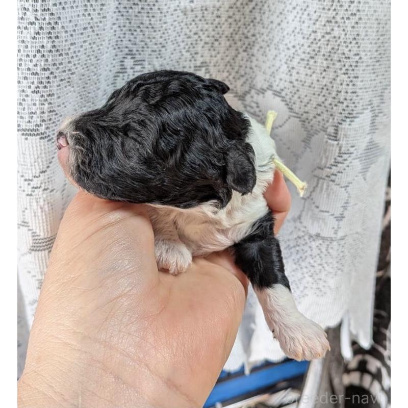 販売中の北海道のトイプードル-444438の7枚目