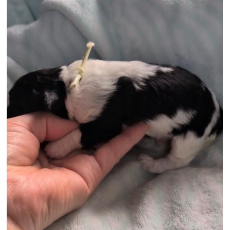 販売中の北海道のトイプードル-444438の6枚目