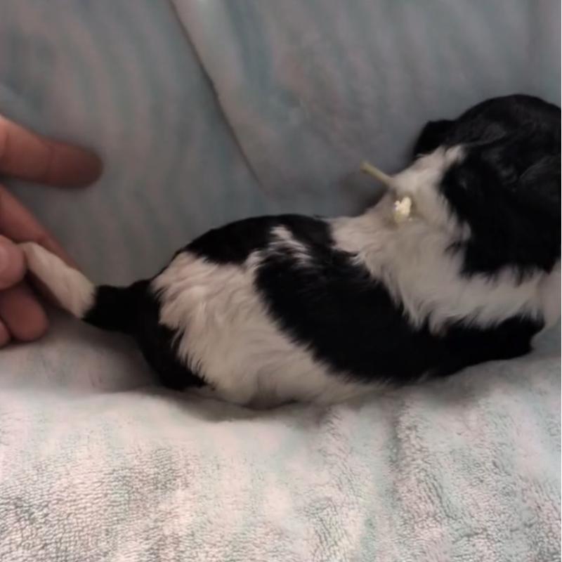 販売中の北海道のトイプードル-444438の5枚目