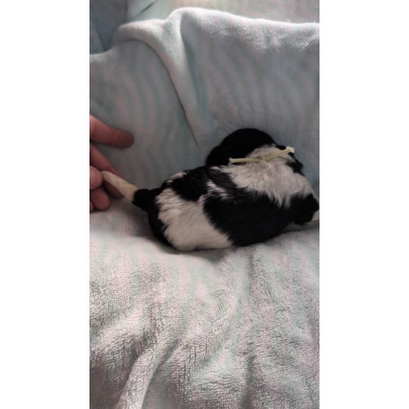 販売中の北海道のトイプードル-444438の4枚目