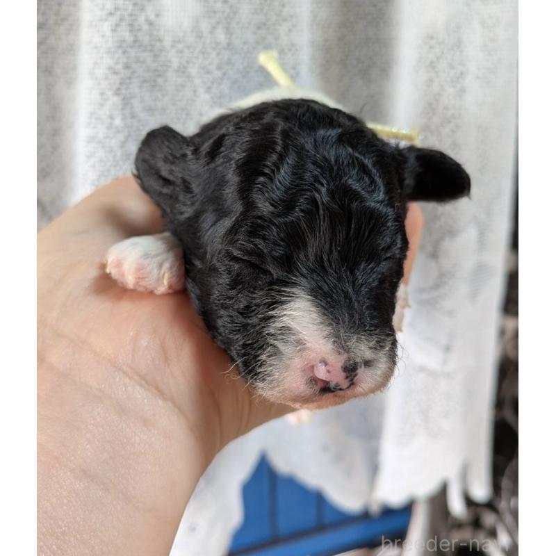 販売中の北海道のトイプードル-444438の3枚目