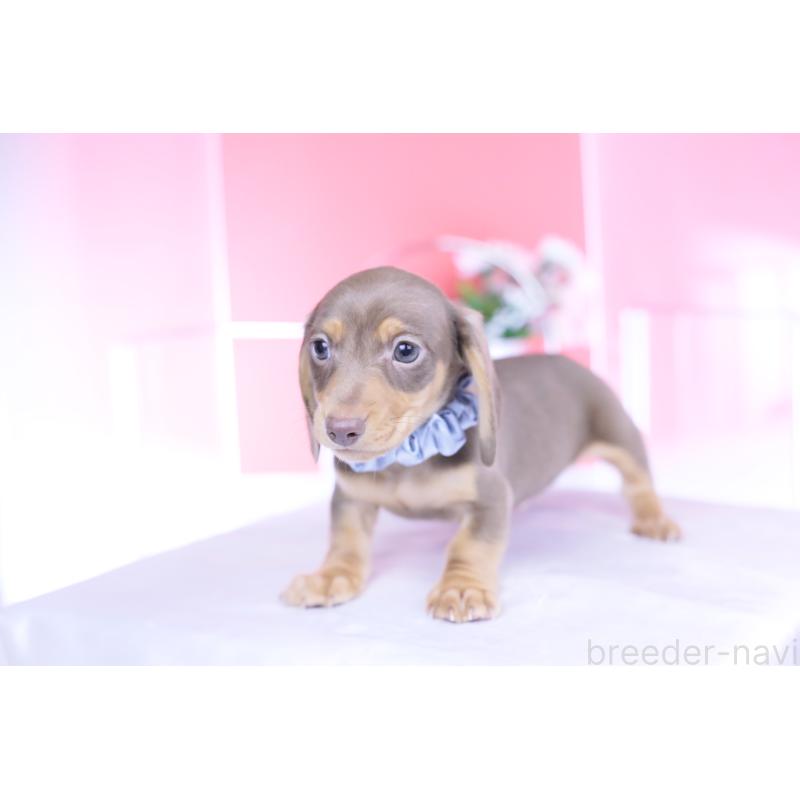 販売中の愛知県のミニチュアダックスフンド(スムースヘアード)-440922の11枚目