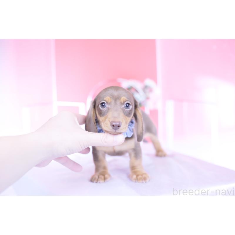 販売中の愛知県のミニチュアダックスフンド(スムースヘアード)-440922の10枚目
