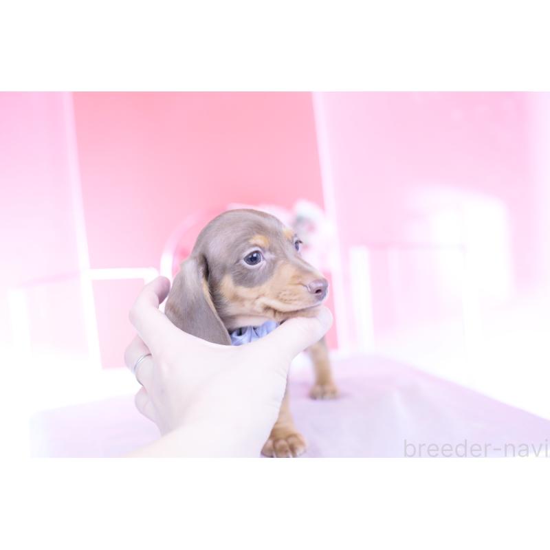 販売中の愛知県のミニチュアダックスフンド(スムースヘアード)-440922の9枚目