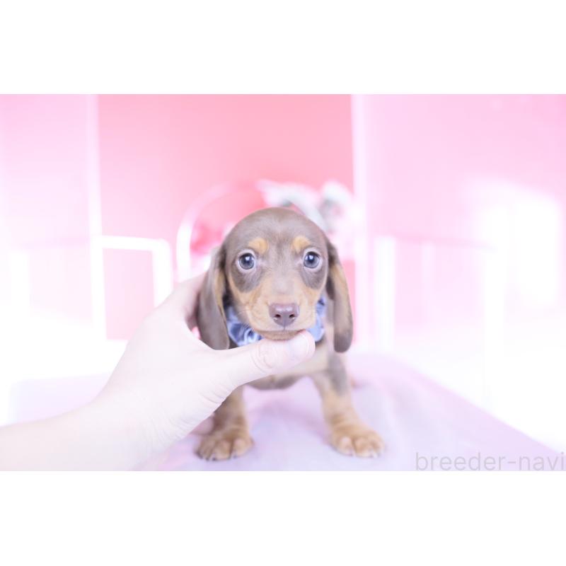 販売中の愛知県のミニチュアダックスフンド(スムースヘアード)-440922の8枚目