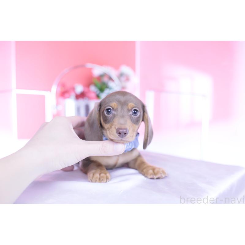 販売中の愛知県のミニチュアダックスフンド(スムースヘアード)-440922の5枚目