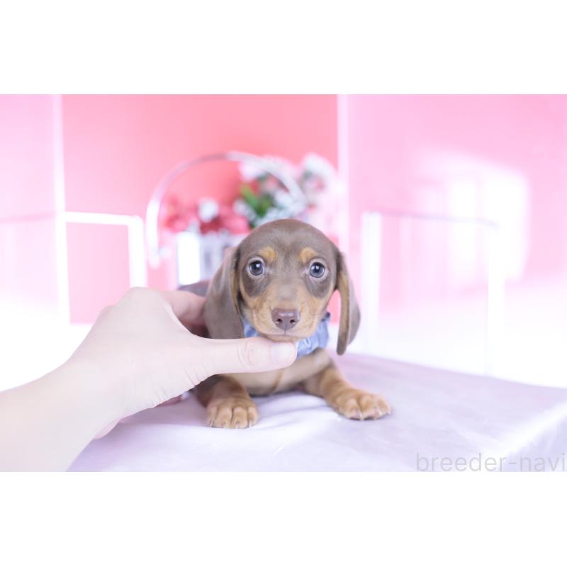 販売中の愛知県のミニチュアダックスフンド(スムースヘアード)-440922の4枚目