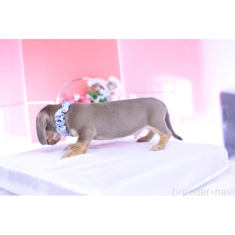 販売中の愛知県のミニチュアダックスフンド(スムースヘアード)-440922の3枚目