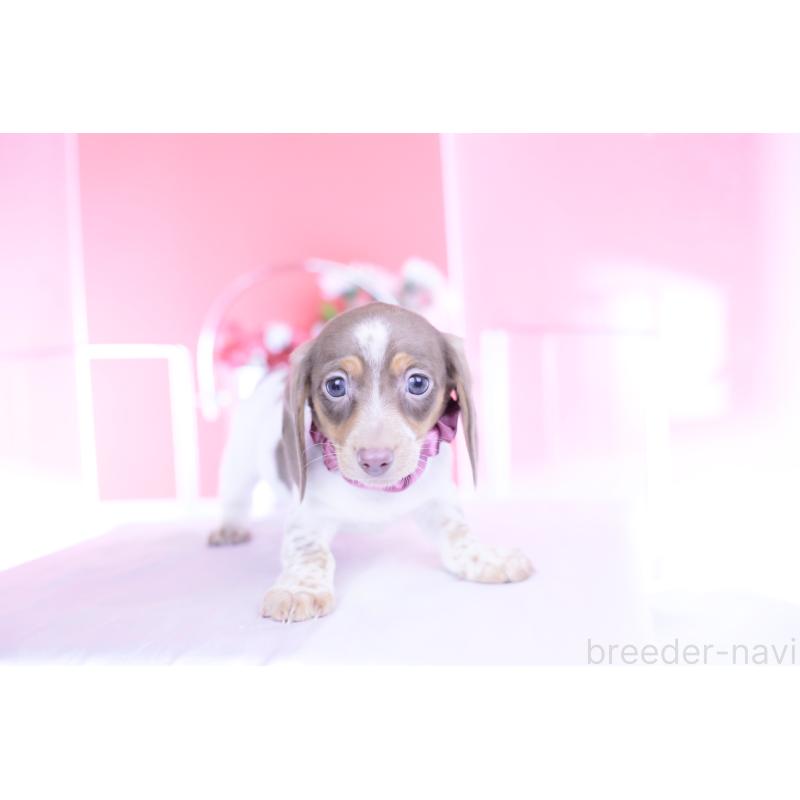 商談中の愛知県のミニチュアダックスフンド(スムースヘアード)-440924の12枚目