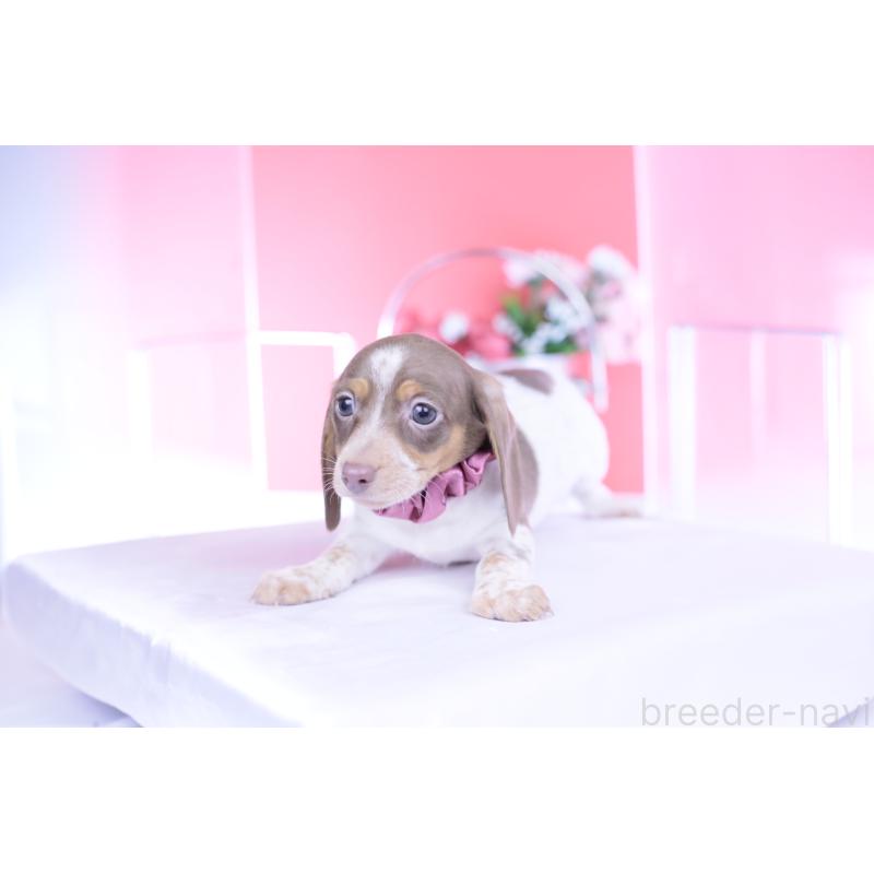 商談中の愛知県のミニチュアダックスフンド(スムースヘアード)-440924の10枚目