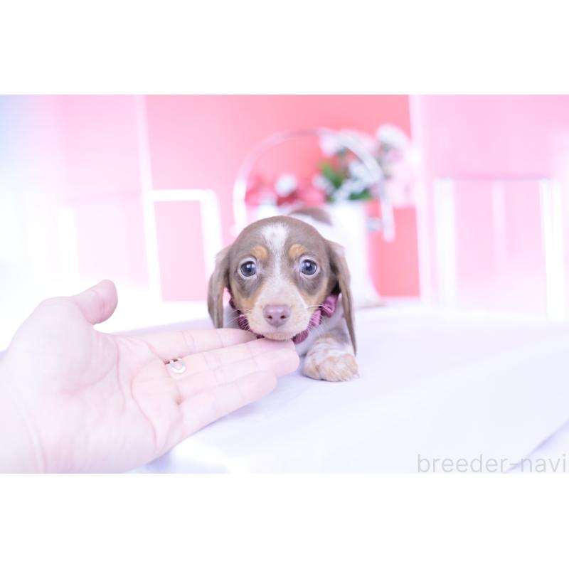 商談中の愛知県のミニチュアダックスフンド(スムースヘアード)-440924の8枚目