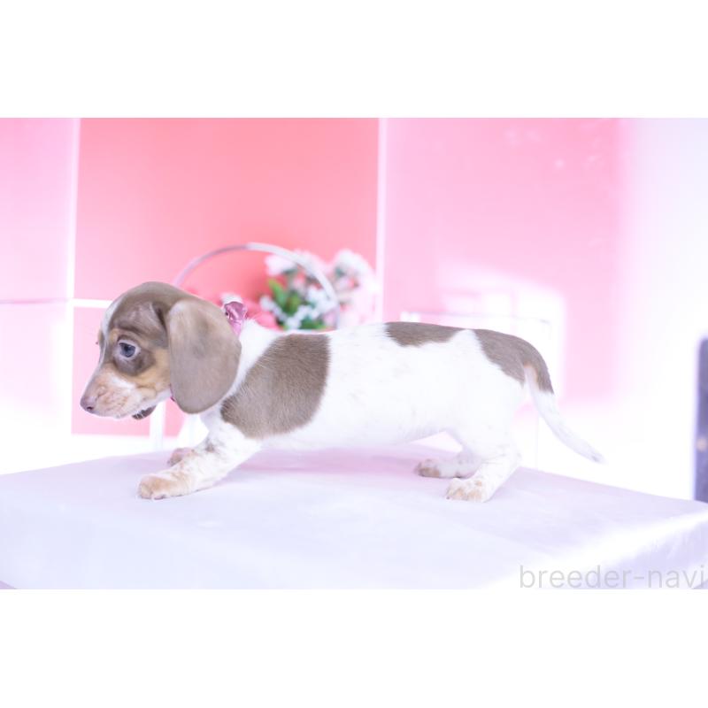 商談中の愛知県のミニチュアダックスフンド(スムースヘアード)-440924の6枚目