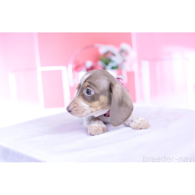 商談中の愛知県のミニチュアダックスフンド(スムースヘアード)-440924の3枚目