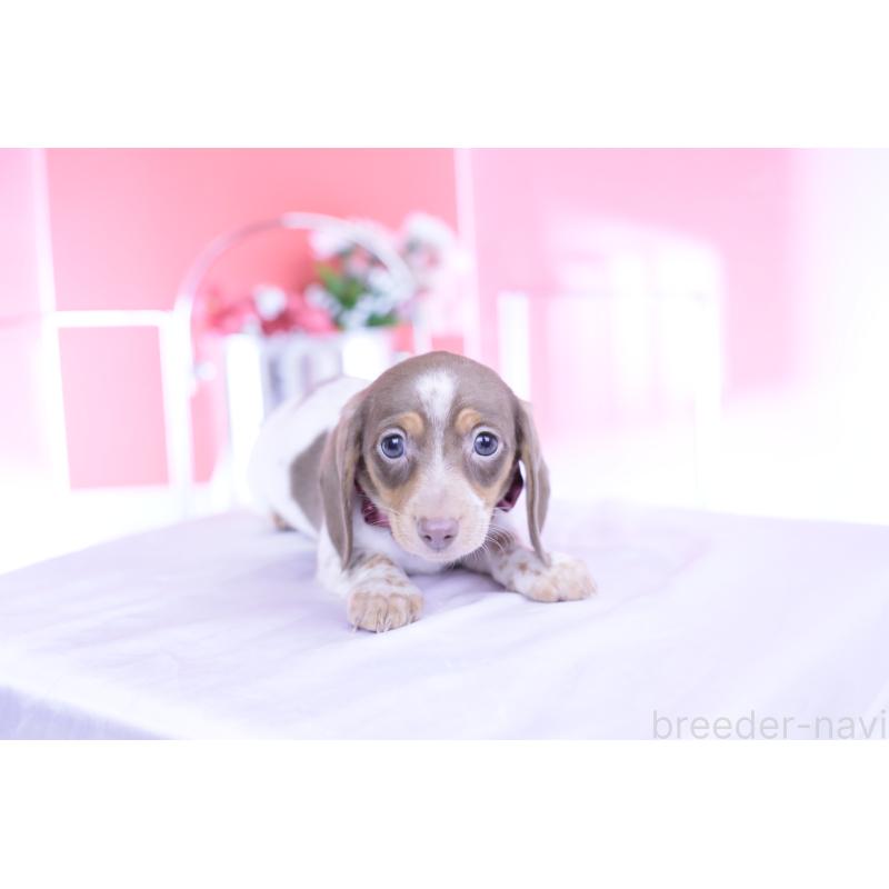 商談中の愛知県のミニチュアダックスフンド(スムースヘアード)-440924の2枚目