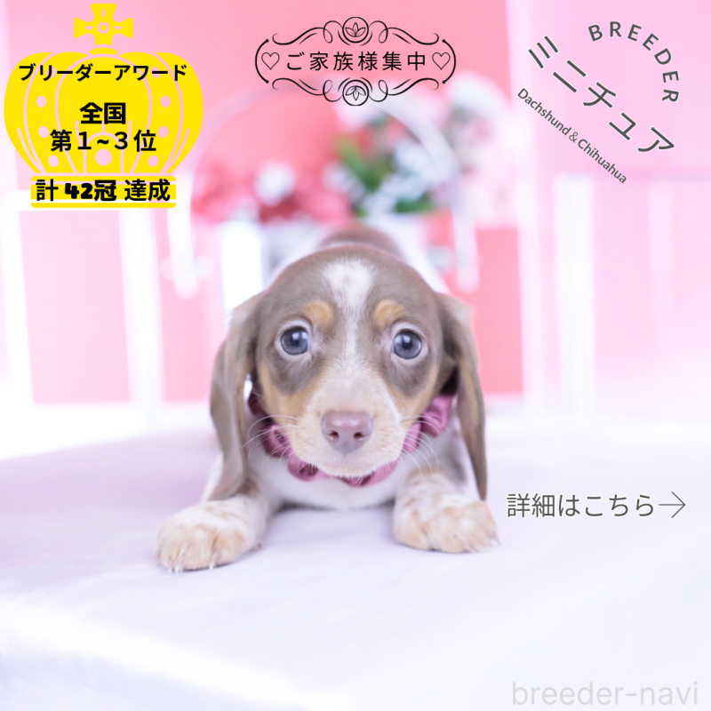 販売中の愛知県のミニチュアダックスフンド(スムースヘアード)-440924