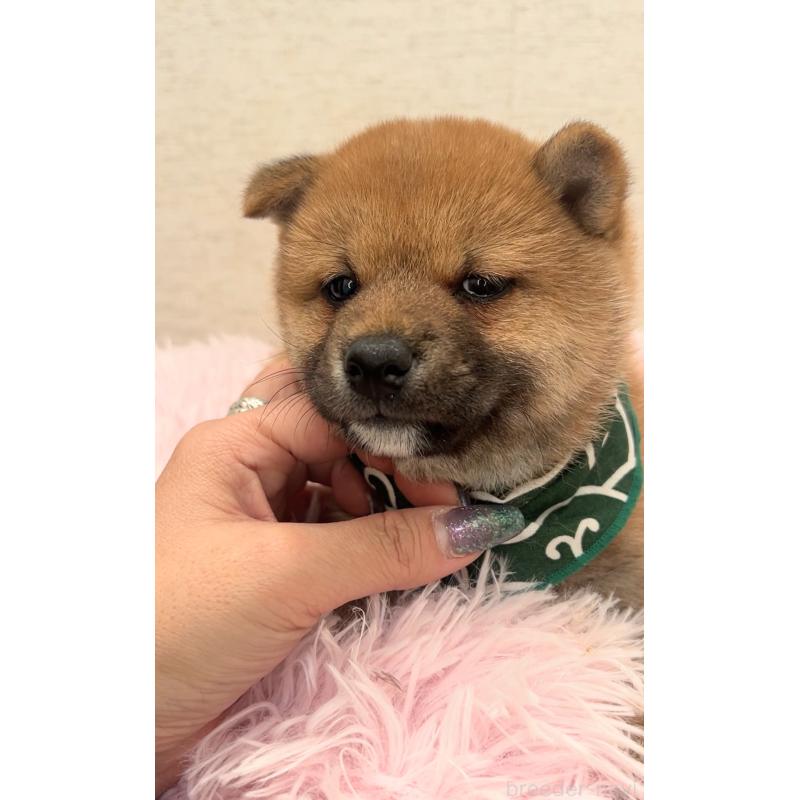 販売中の茨城県の豆柴-446068の5枚目