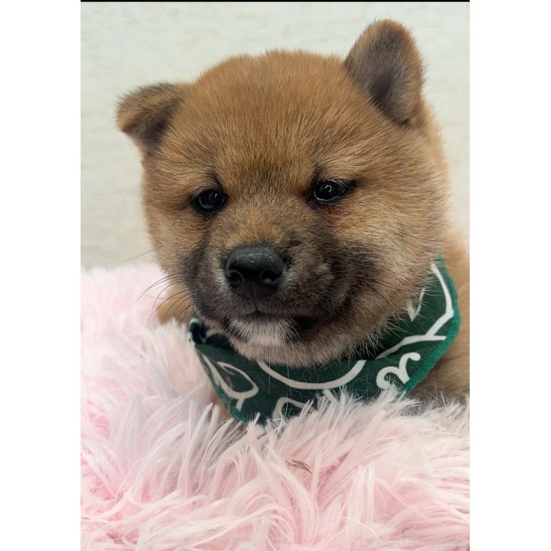 販売中の茨城県の豆柴-446068の4枚目