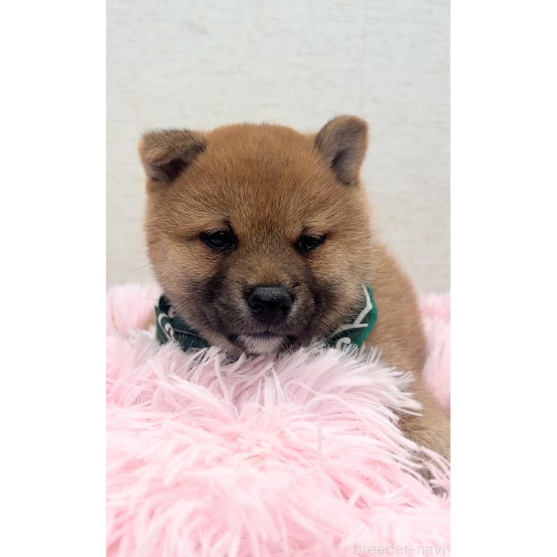 販売中の茨城県の豆柴-446068の2枚目