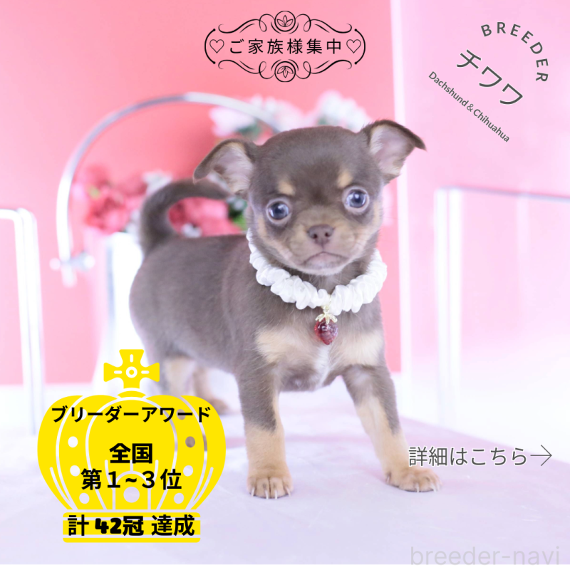 販売中の愛知県のチワワ(スムースコート)-443262