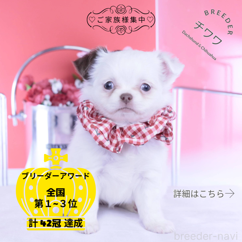 販売中の愛知県のチワワ(ロングコート)-443264