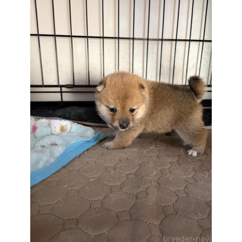 販売中の岡山県の豆柴-446069の2枚目