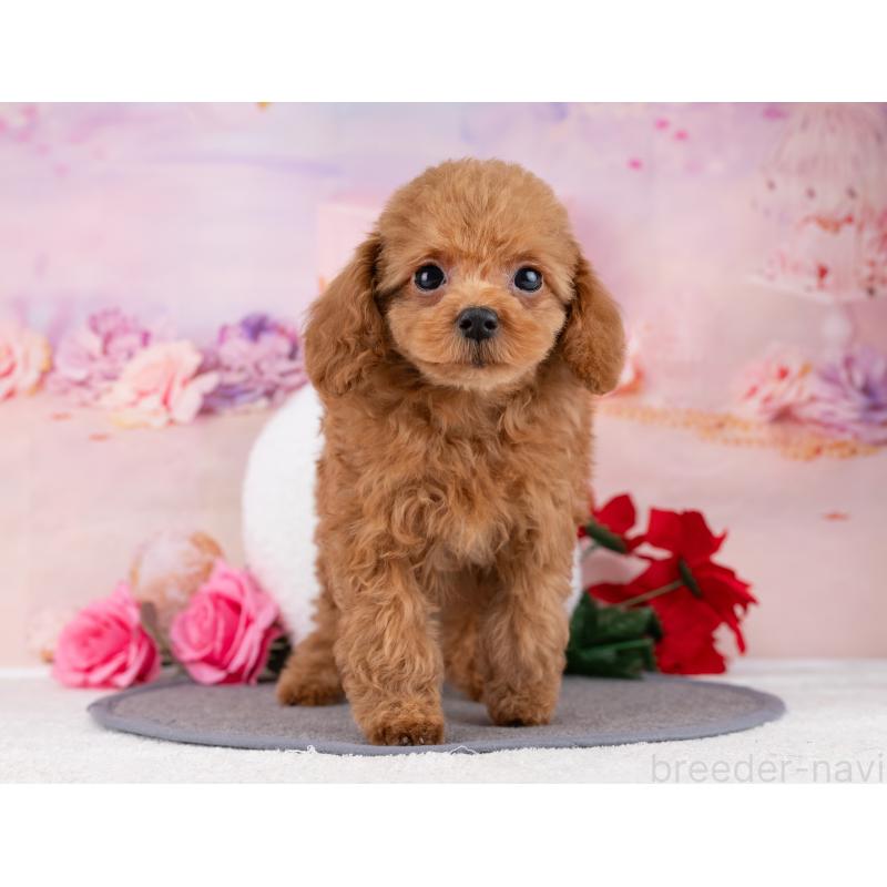 販売中の岐阜県のトイプードル-446070の6枚目