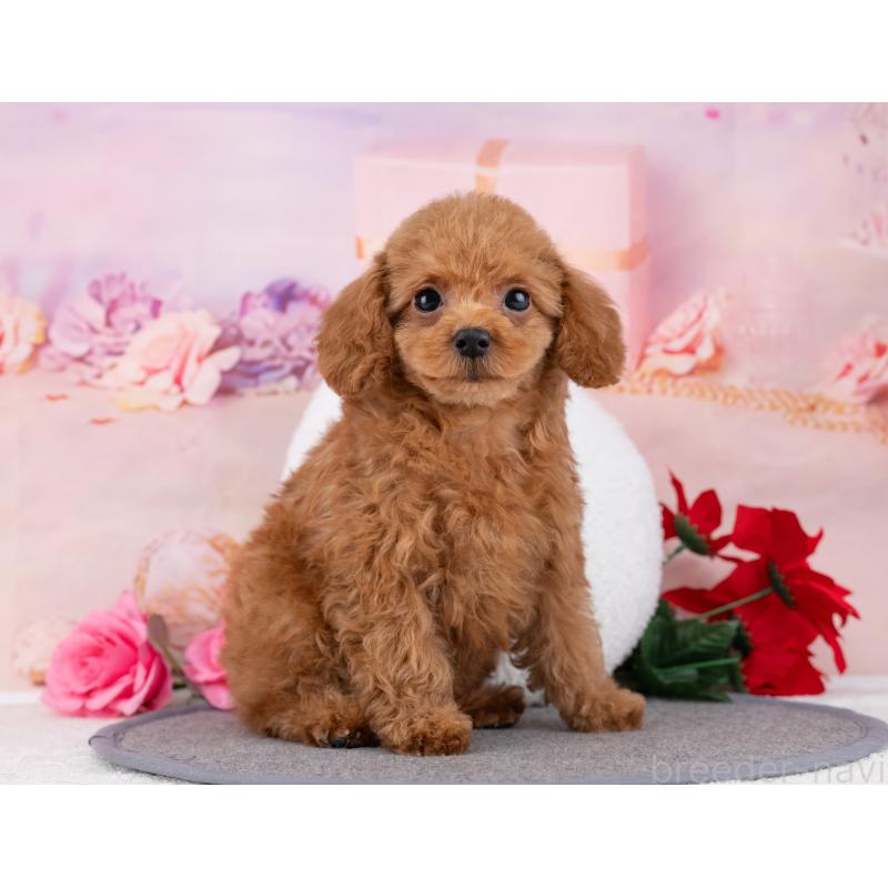 販売中の岐阜県のトイプードル-446070の5枚目