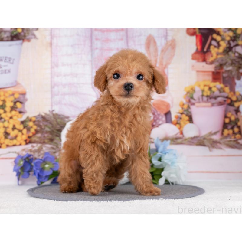 販売中の岐阜県のタイニープードル-446071の3枚目