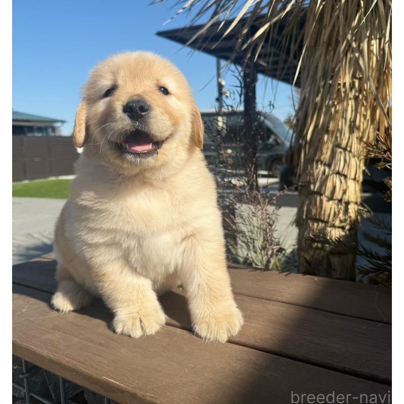 販売中の埼玉県のゴールデンレトリーバー-446072の1枚目