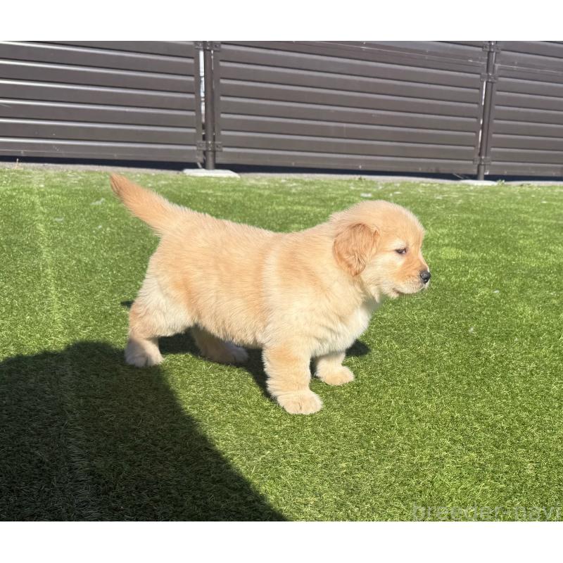 販売中の埼玉県のゴールデンレトリーバー-446072の7枚目