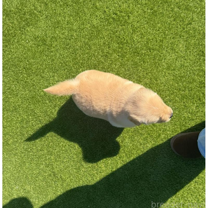 販売中の埼玉県のゴールデンレトリーバー-446072の6枚目