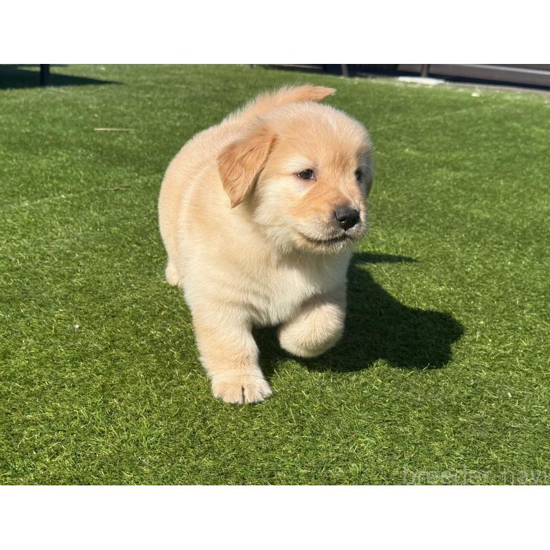 販売中の埼玉県のゴールデンレトリーバー-446072の5枚目