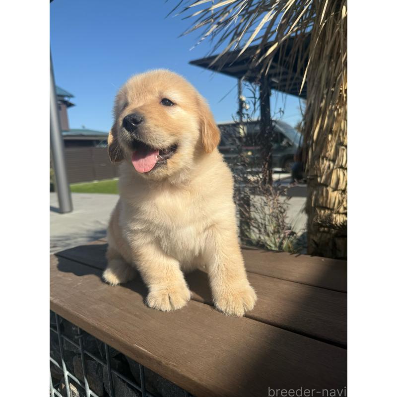 販売中の埼玉県のゴールデンレトリーバー-446072の4枚目