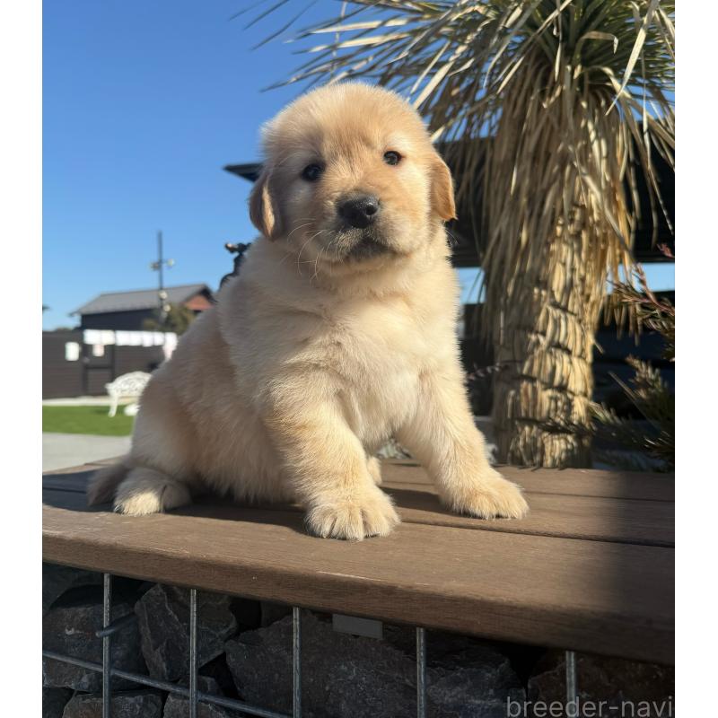 販売中の埼玉県のゴールデンレトリーバー-446072の3枚目