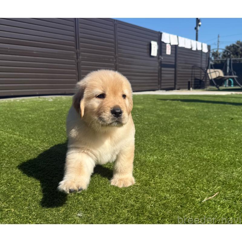 販売中の埼玉県のゴールデンレトリーバー-446072の2枚目