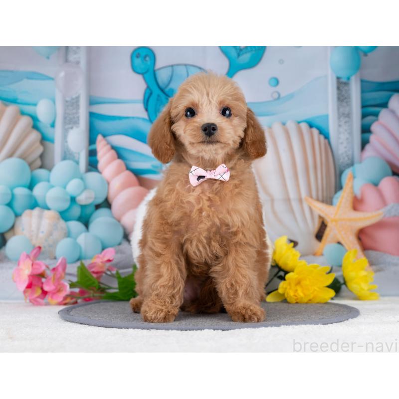 販売中の岐阜県のタイニープードル-446073の7枚目