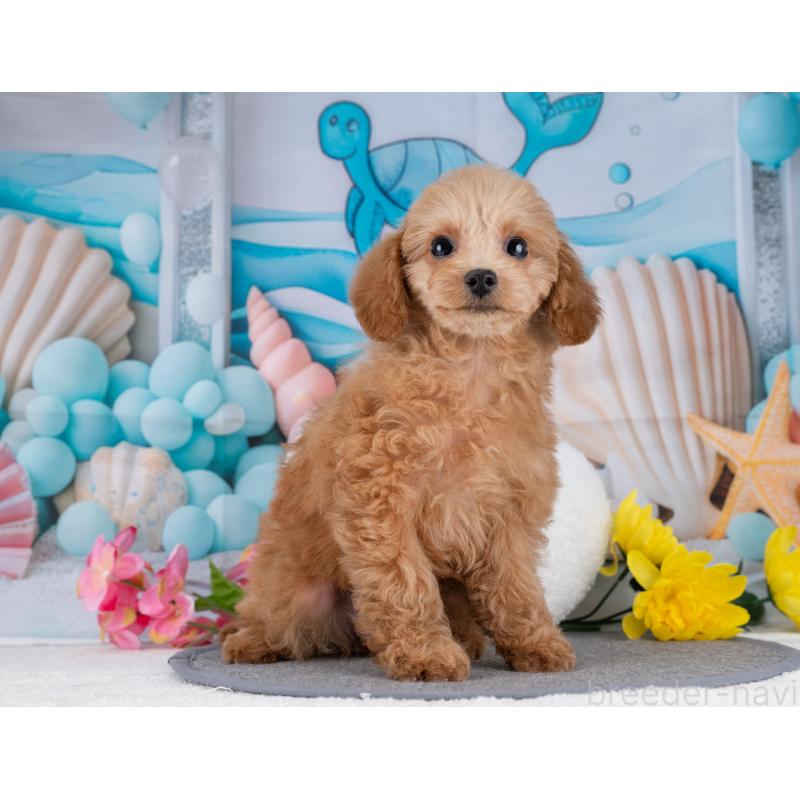 販売中の岐阜県のタイニープードル-446073の6枚目