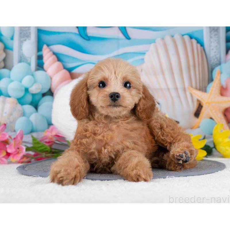 販売中の岐阜県のタイニープードル-446073の5枚目