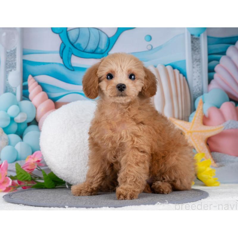 販売中の岐阜県のタイニープードル-446073の4枚目