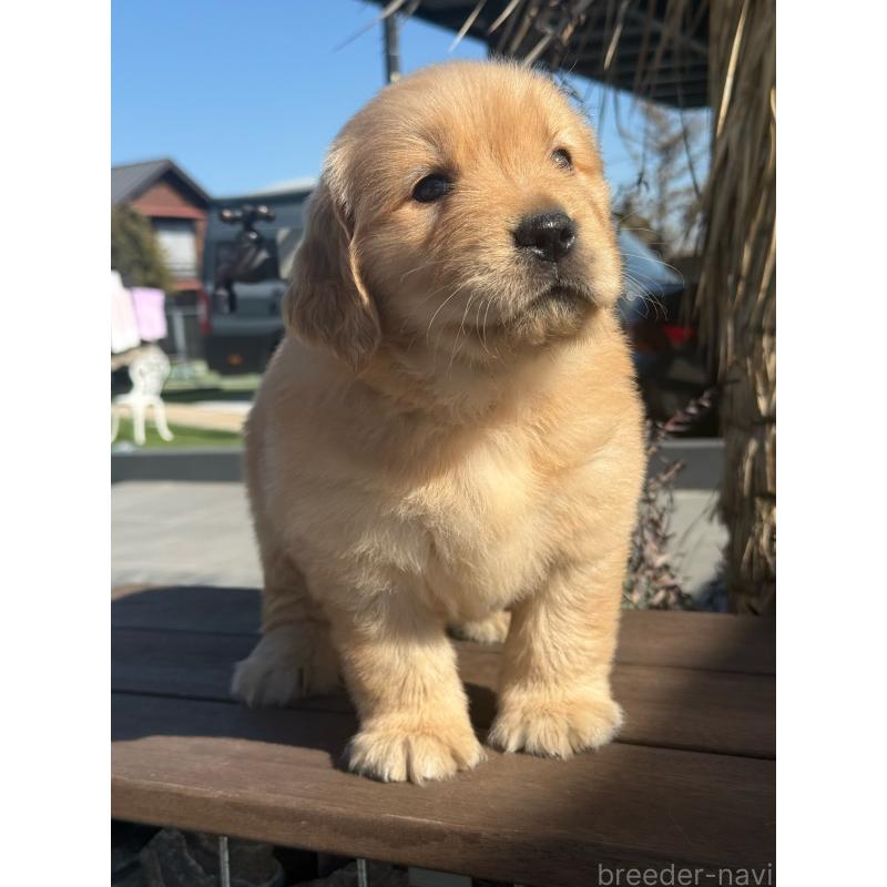 販売中の埼玉県のゴールデンレトリーバー-446074の9枚目