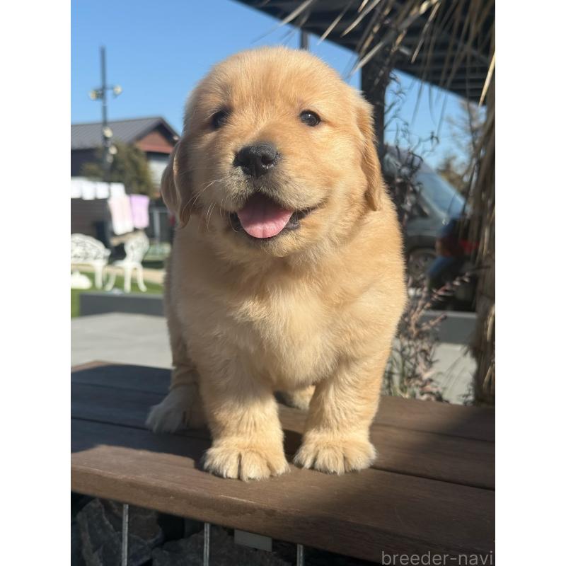 販売中の埼玉県のゴールデンレトリーバー-446074