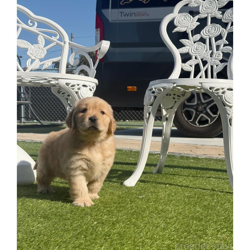 販売中の埼玉県のゴールデンレトリーバー-446074の8枚目