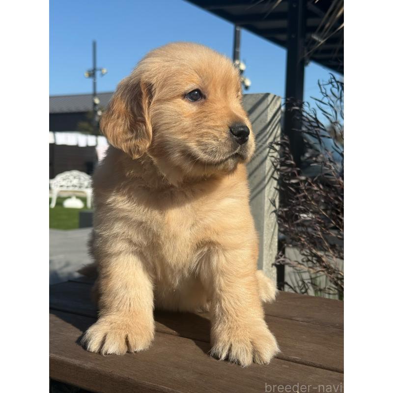 販売中の埼玉県のゴールデンレトリーバー-446074の6枚目