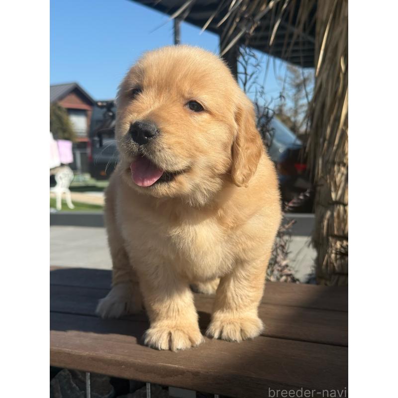 販売中の埼玉県のゴールデンレトリーバー-446074の5枚目